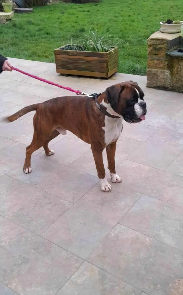 Snoopy ar coat kerfaro