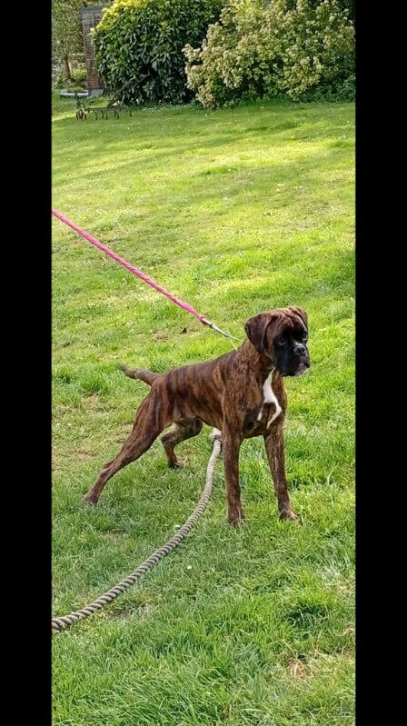 Venom Hurbane L'Elande