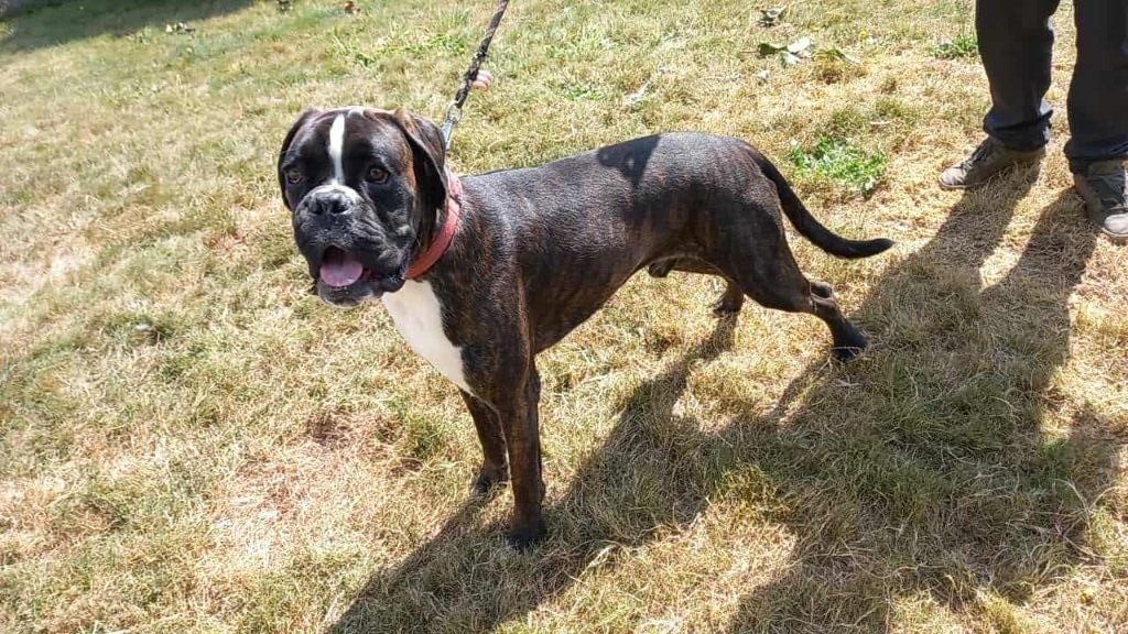 Vicking Hurbane L'Elande