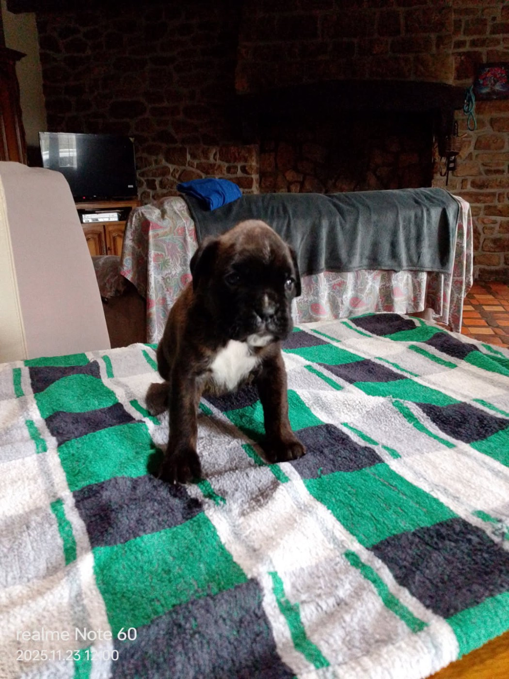 Hurbane L'Elande - Chiots disponibles - Boxer