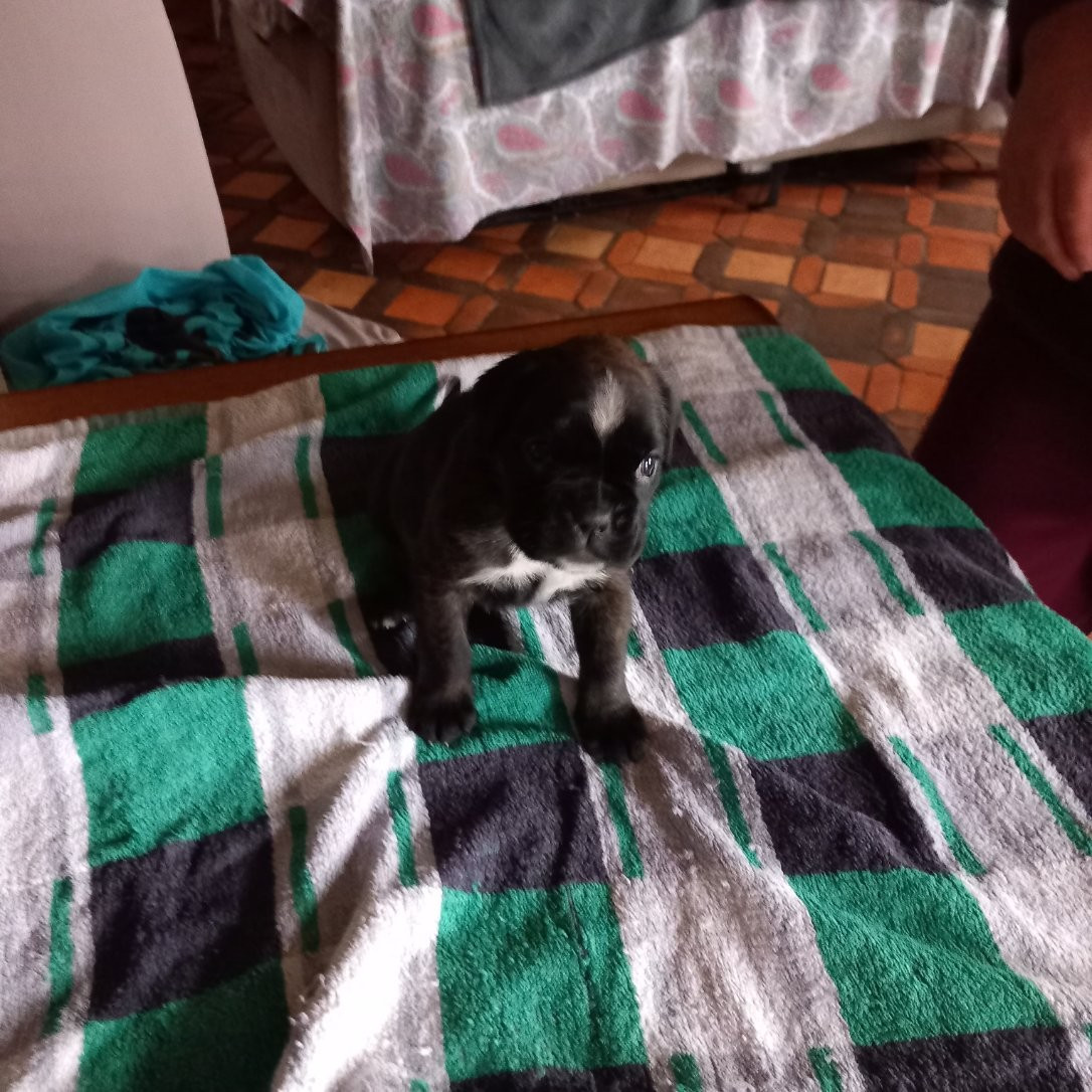 Hurbane L'Elande - Chiots disponibles - Boxer