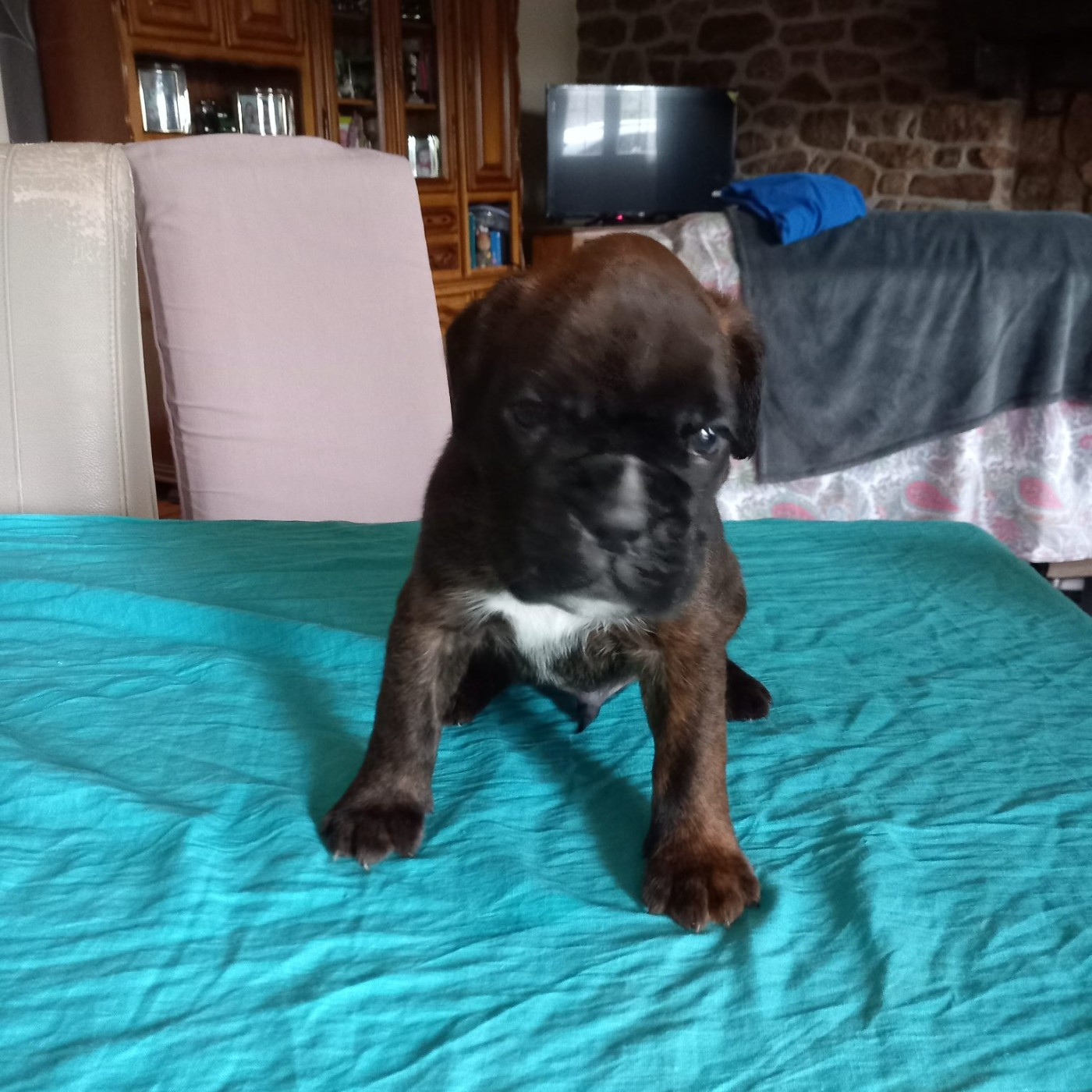 Hurbane L'Elande - Chiots disponibles - Boxer