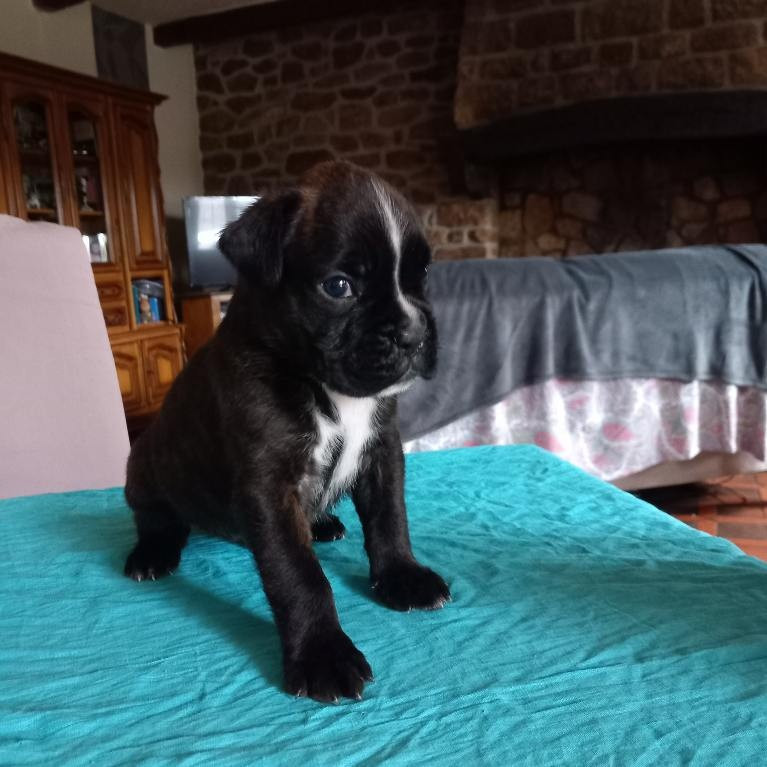 Hurbane L'Elande - Chiots disponibles - Boxer