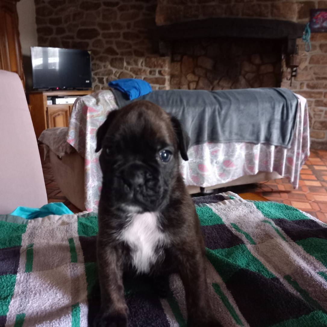 Hurbane L'Elande - Chiots disponibles - Boxer